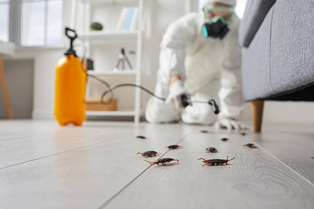 Trusted Rodent Control service in Newcastle, WA - Nex Pest Control